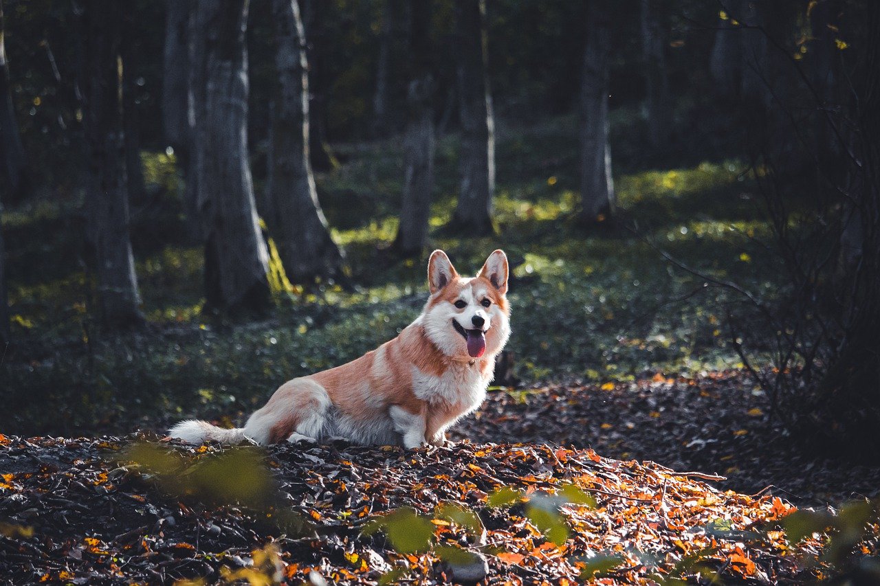 The Personality Traits of the Welsh Corgi